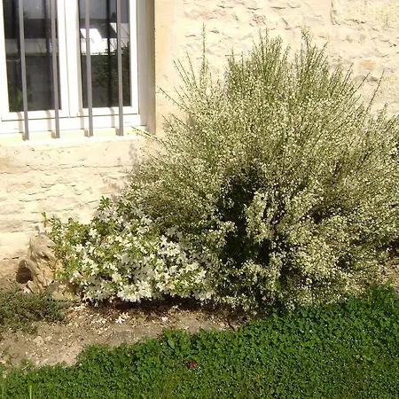 Les Petunias
